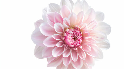 Obraz premium pink dahlia isolated on white, a beautiful pink and white flower, floral background