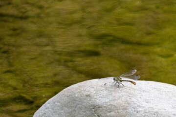 GONFO FORCIPATO LIBELLULA SUL TORRENTE LANDA