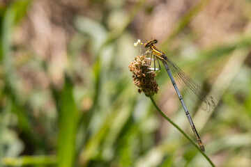 ZAMPALARGA COMUNE LIBELLULA TORRENTE LANDA