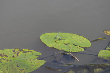Großes Granatauge Paarung Konkurrent
