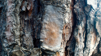 Forest tree bark close-up, wood texture, nature, for editing, background, forests of France, Europe