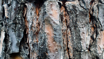Forest tree bark close-up, wood texture, nature, for editing, background, forests of France, Europe