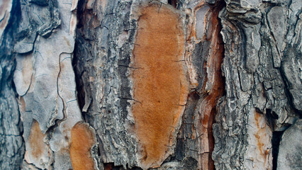 Forest tree bark close-up, wood texture, nature, for editing, background, forests of France, Europe