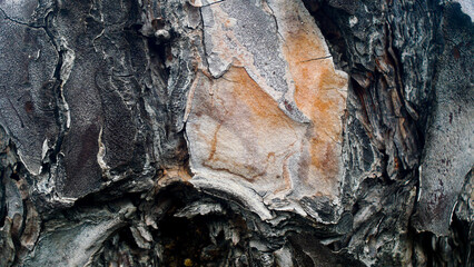 Forest tree bark close-up, wood texture, nature, for editing, background, forests of France, Europe