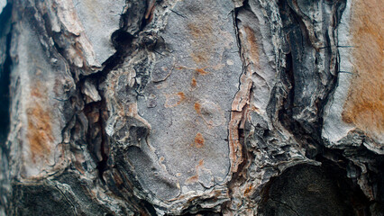 Forest tree bark close-up, wood texture, nature, for editing, background, forests of France, Europe
