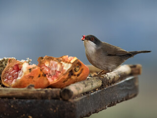 Sardinian warbler (Sylvia melanocephala).  Bird eating pomegranate.