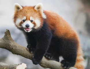 Fototapete fluffy red panda cub  © REDPAN22