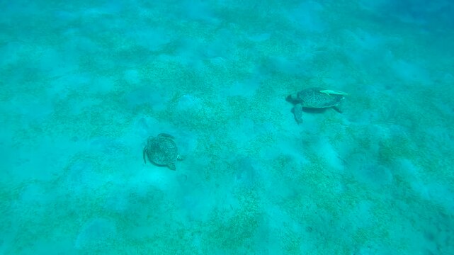 Two Sea Turtle grazing on hilly seabed on seagrass meadow, Slow motion, Great Green Sea Turtle (Chelonia mydas) with Remora fish (Echeneis naucrates)