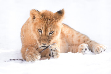 lion cub in snow