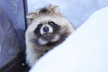 fluffy racoon dog © redpandian