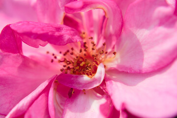Close up photo of beautiful pink rose. Macro photography of rose anthers