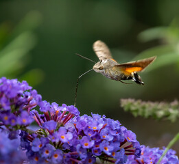 Summer poetic photo. Hummingbird hawk-moth floats around flowering summer lilac (butterfly bush) and sucks a nectar. Macroglossum stellatarum, Buddleia davidii.