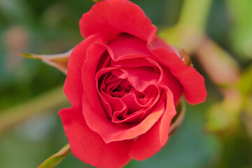 Close up photo of red rose in the garden