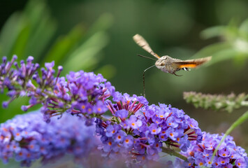 Summer poetic photo. Hummingbird hawk-moth floats around flowering summer lilac (butterfly bush)...