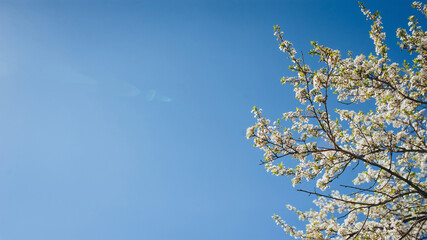 Large branches with open pistils. Flowering apricot in spring time against the blue sky on a sunny day. White flower, the onset of heat, copy space. Nature photography and landscape.