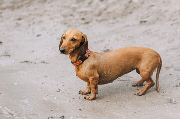 A beautiful young brown short-haired dachshund hunter dog stands outdoors on white sand near the sea, looking out for its owner. Photograph of a pet in nature.