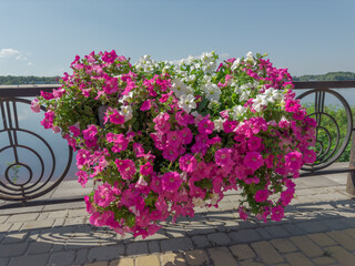 Blooming petunia with pink and white flowers hanging on fence