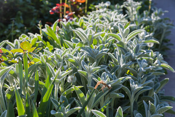 Fototapeta premium Stems of the Stachys byzantina in spring sunny evening backlit