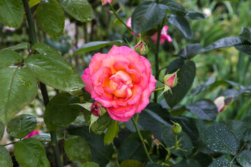 Pink rose flower on the blurred background of rose bush