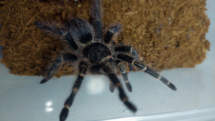 A close-up photograph of a juvenile Grammostola pulchripes, also known as the Chaco golden knee tarantula