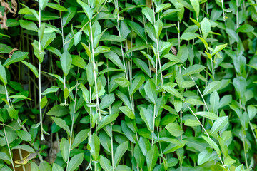 Plants with their long branches and many leaves covering the entire wall. Green vines named Lee Kwan Yew or Vernonia Elliptica. Beautiful hanging vines as curtain creeper plant.