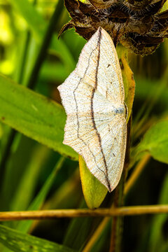 Ampferspanner (Timandra comae)