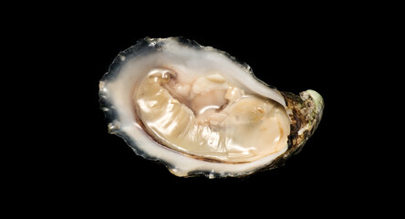 One oyster isolated on black background, macro shot of open fresh french Fine de Claire oyster. Gourmet food. Seafood. Macro shot