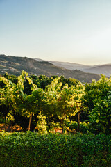 Fotografía de unos viñedos en la Ribera del Duero en Portugal.