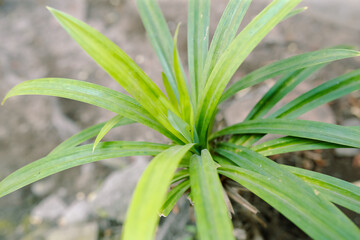 Green pandan leaves or daun pandan or pandan tree background