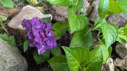 Purple hydrangea photographed in morning daylight