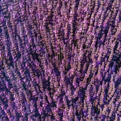 Lavender flowers texture background, lavandula perfume buds pattern, petals banner, fragrance lilac blossoms