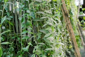 Plants with their long branches and many leaves covering the entire wall. Green vines named Lee Kwan Yew or Vernonia Elliptica. Beautiful hanging vines as curtain creeper plant.