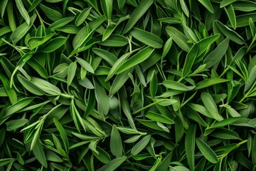 Tarragon texture background, estragon leaf banner, Artemisia dracunculus pattern, fresh herbal leaves