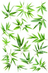 Naklejka premium A bunch of fresh green leaves arranged on a clean white background