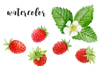 Watercolor illustration of wild strawberries, leaves, and flowers, ideal for art and nature lovers