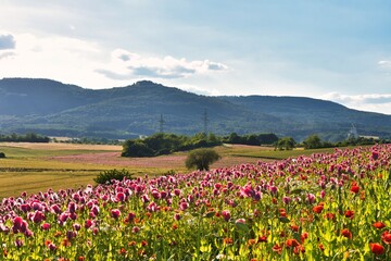 Germany Hesse Poppy fields and landscape in summer 2024