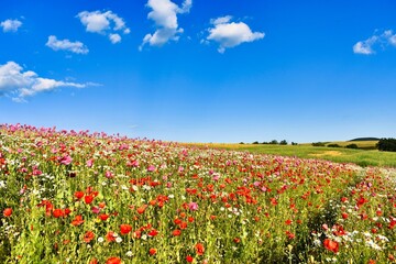 Germany Hesse Poppy fields and landscape in summer 2024