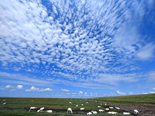 Schäfchenwolken und Schafe an der Nordseemarsch