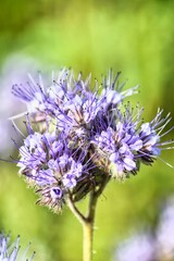 Germany Hesse Poppy fields and landscape in summer 2024