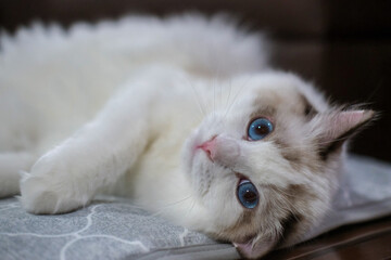 Cute, Ragdoll cat lying on the blanket, looking at the camera. 7 months old