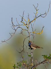 Singendes Blaukehlchen