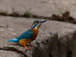 Eisvogel (Männchen)