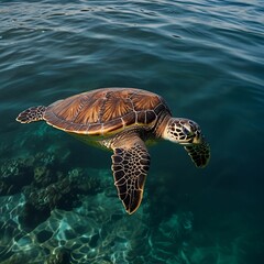 Obraz premium sea turtle swimming