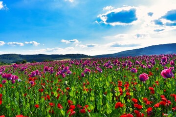 Germany Hesse Poppy fields and landscape in summer 2024