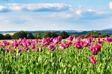 Germany Hesse Poppy fields and landscape in summer 2024