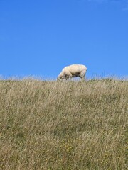 Deichschaf