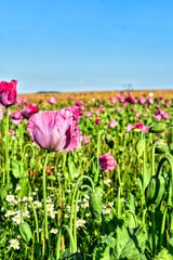 Germany Hesse Poppy fields and landscape in summer 2024