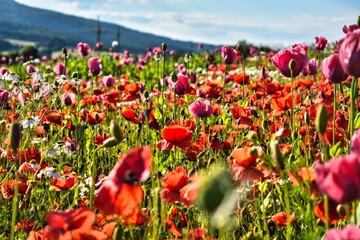 Summer 2024 Poppies, wheat and cannabis fields in Hesse Germany