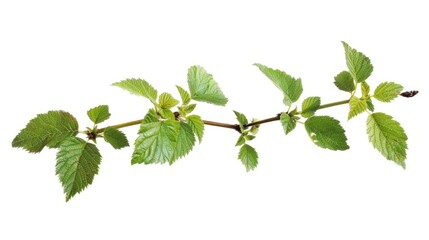 Green foliage on a plant stem, suitable for nature or botanical illustrations
