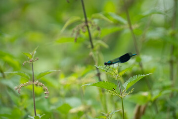 Banded  Demoiselle Damselfly (Calopteryx splendens) perched on a nettle leaf